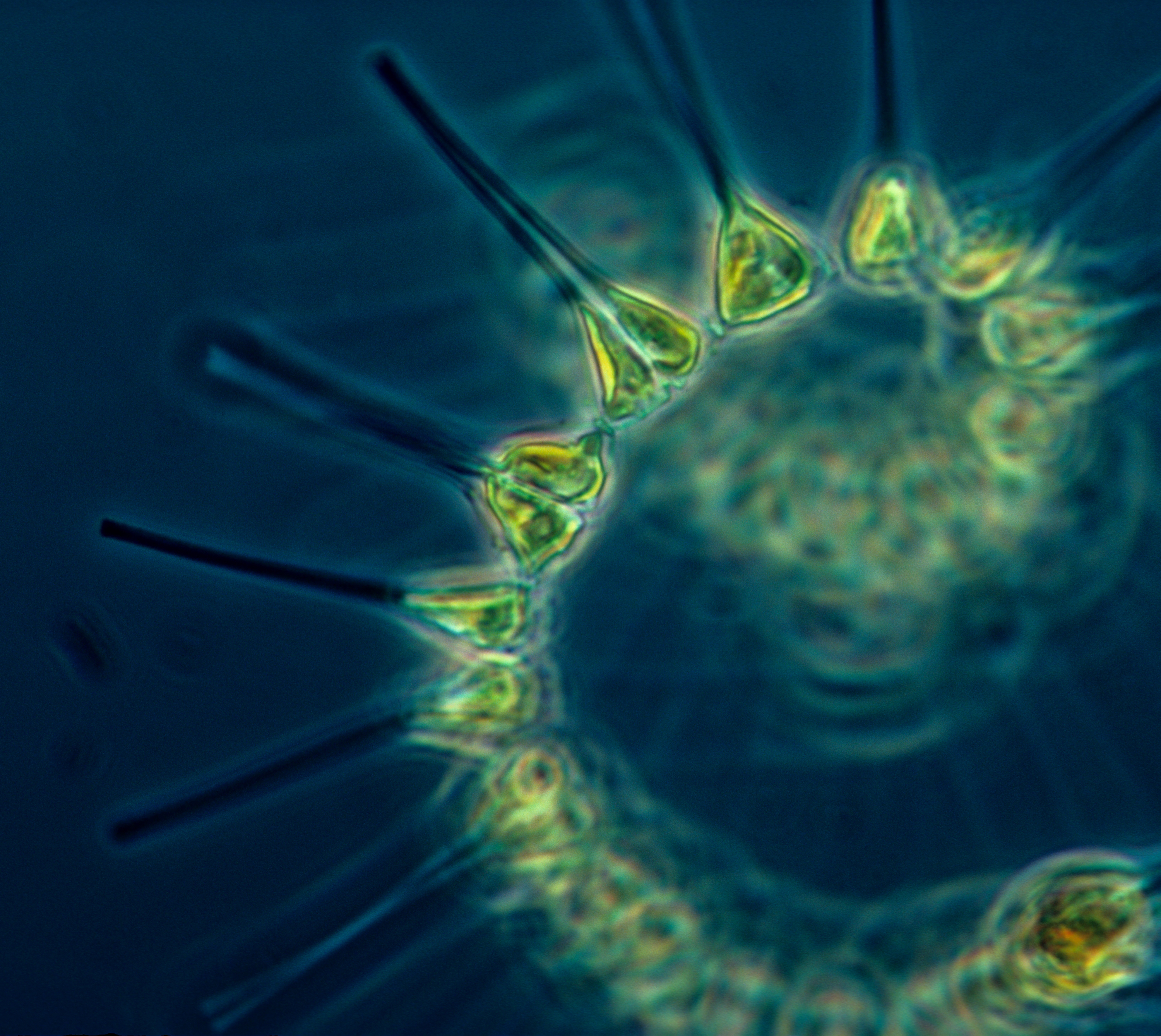 Фитопланктон б