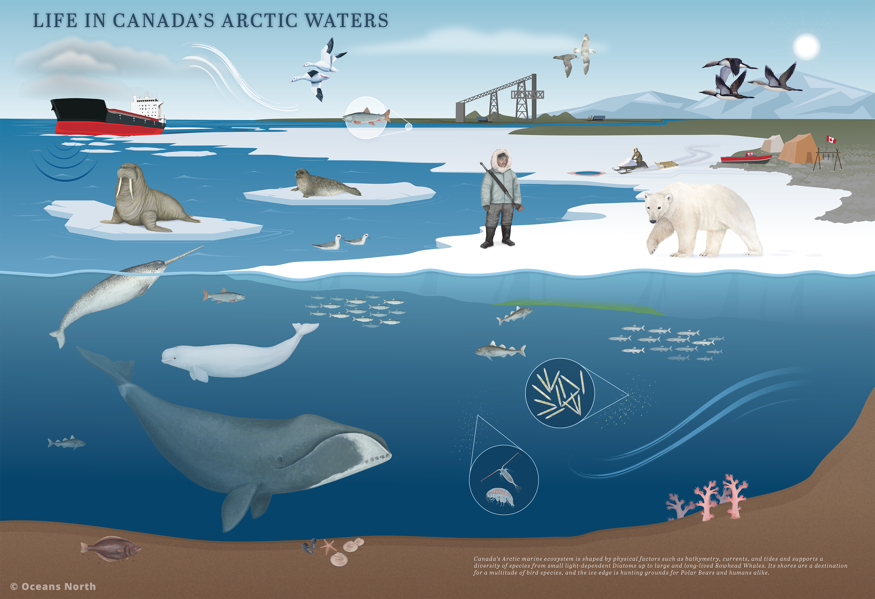 Canada's Arctic Marine Atlas – Oceans North