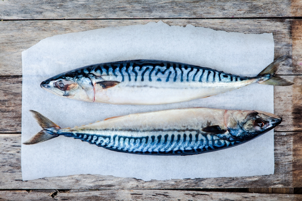 Small Fish, Big Opportunity: New Quota Decision May Help Struggling  Atlantic Mackerel – Oceans North
