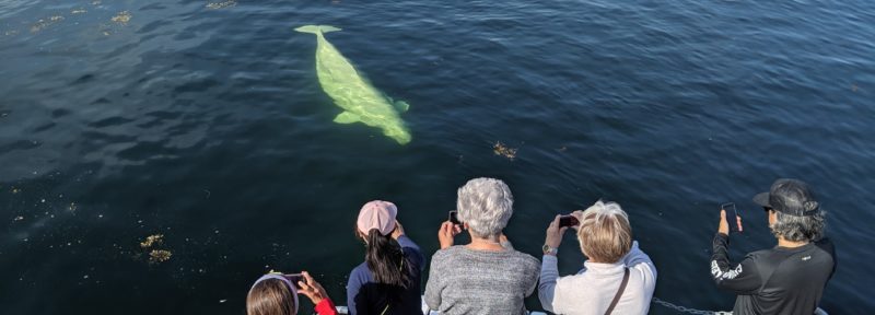 Beluga whale watching in Churchill