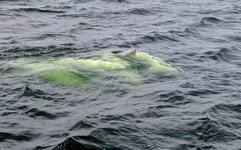 A raft of adult belugas push a newly born calf  to the surface