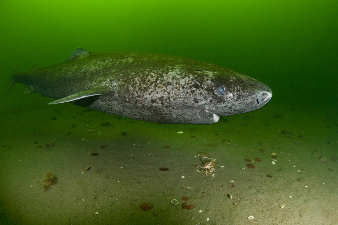 What We Don't Know about Greenland Sharks Could Hurt Them – Oceans North