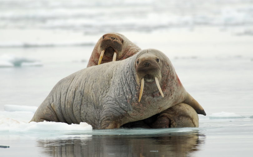 What Do We Know about the Atlantic Walrus? – Oceans North