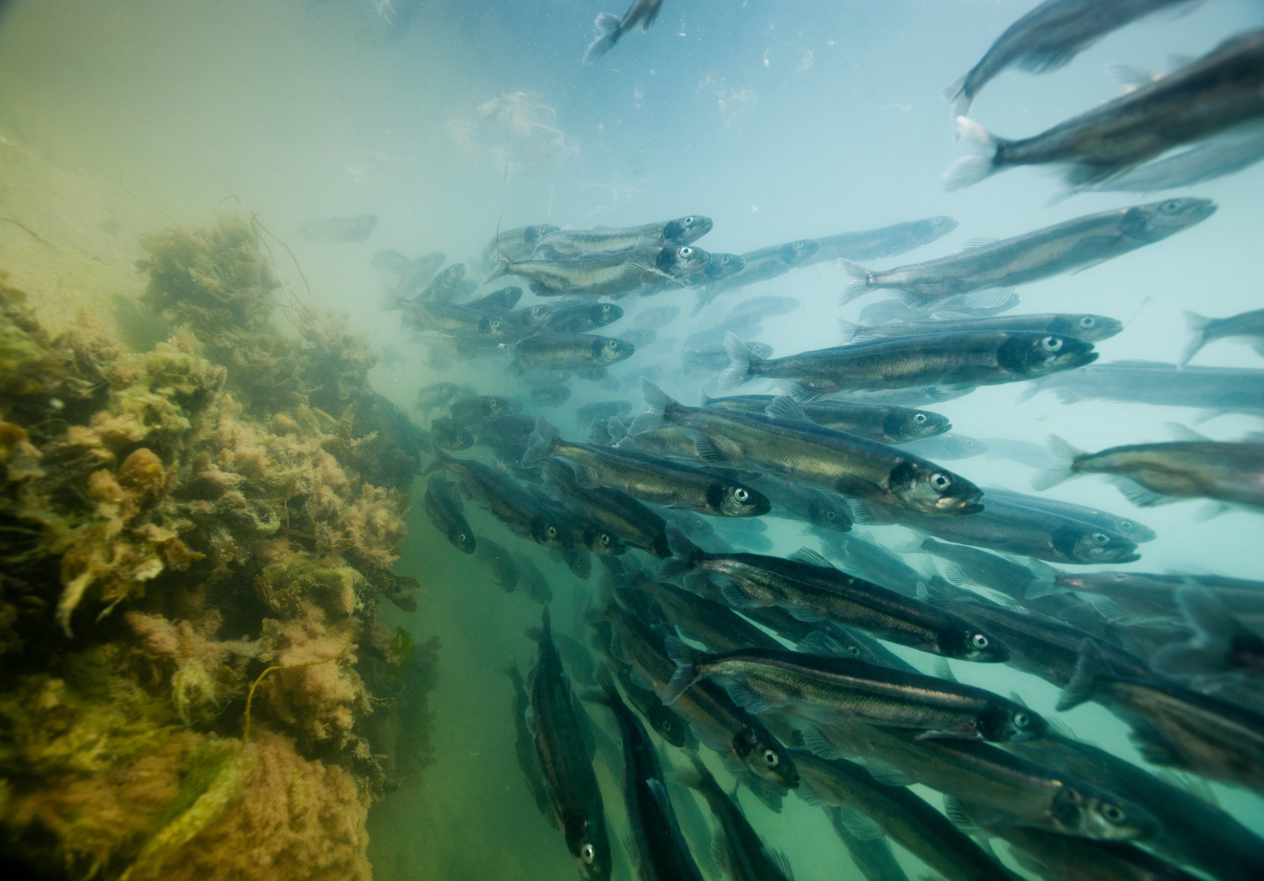 Rolling into a New Era of Capelin Science – Oceans North